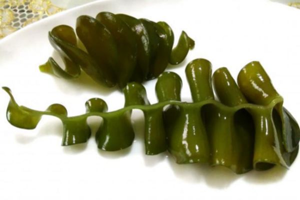 海灵芝产自深海的珍贵藻类