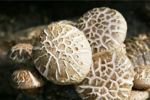花菇香菇中的上品菌菇