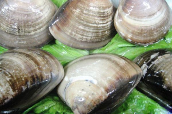 海蚌既是海中西施舌又是国宴名品