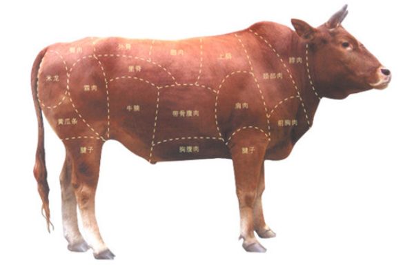 牛肉食材的用途与分割